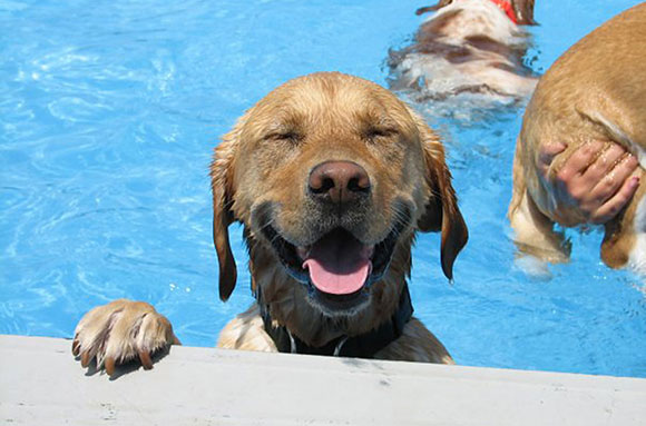 Собачья вечеринка в бассейне