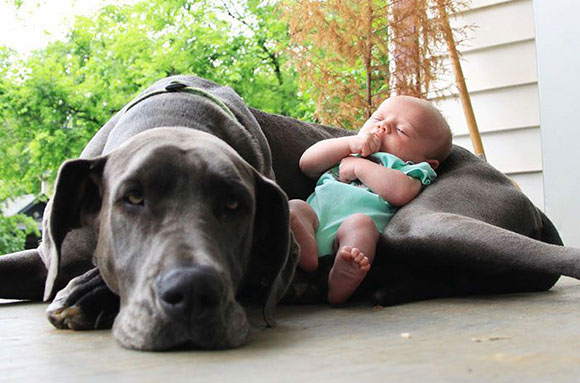 Маленькие дети и большие собаки
