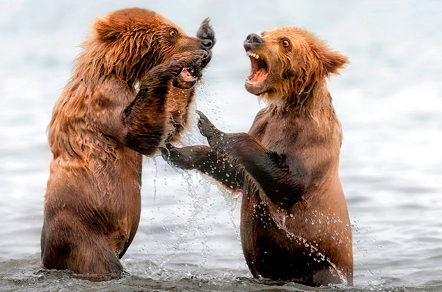 Ссора бурых медведей